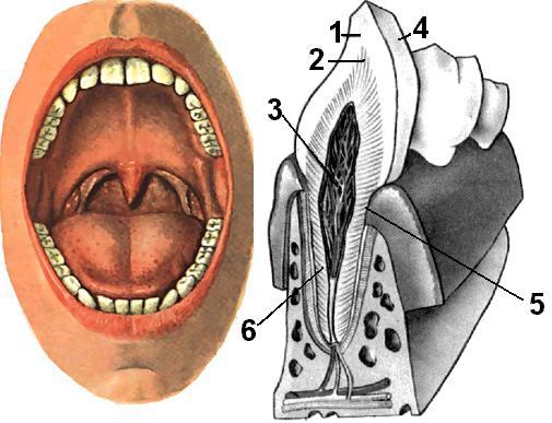Ротовая полость зубы человека. Анатомия ротовой полости человека. Строение ротовой полости и зубов. Строение ротовой полости зубы. Ротовая полость строение без подписей.