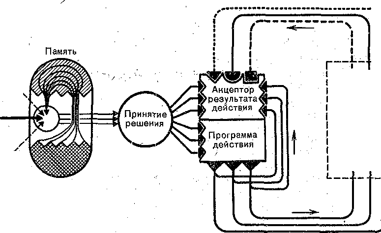 Схема анохина функциональной системы