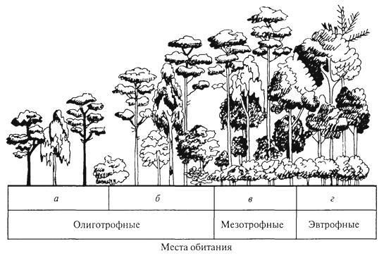 Рисунок ярусы. Ярусность соснового леса схема. Ярусы растений. Ярусность соснового Бора. Ярусы почвы.