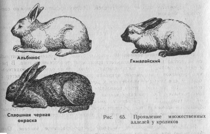 На рисунке изображены горностаевые кролики. Гималайский кролик модификационная изменчивость. Наследование окраски у горностаевого кролика. Изменение окраски гималайского кролика. Гималайская окраска кроликов.