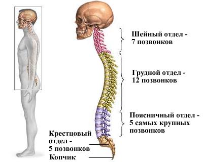 Сколиоз, виды искривления позвоночника у детей и взрослых, лечение сколиоза в Москве