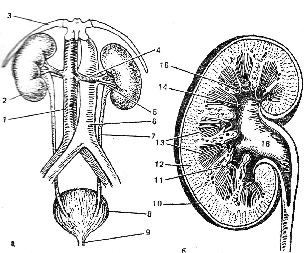 Мочеточники млекопитающих. Схема строения почки человека. Строение почки рисунок. Строение почки человека анатомия. Строение почки человека анатомия рисунок.