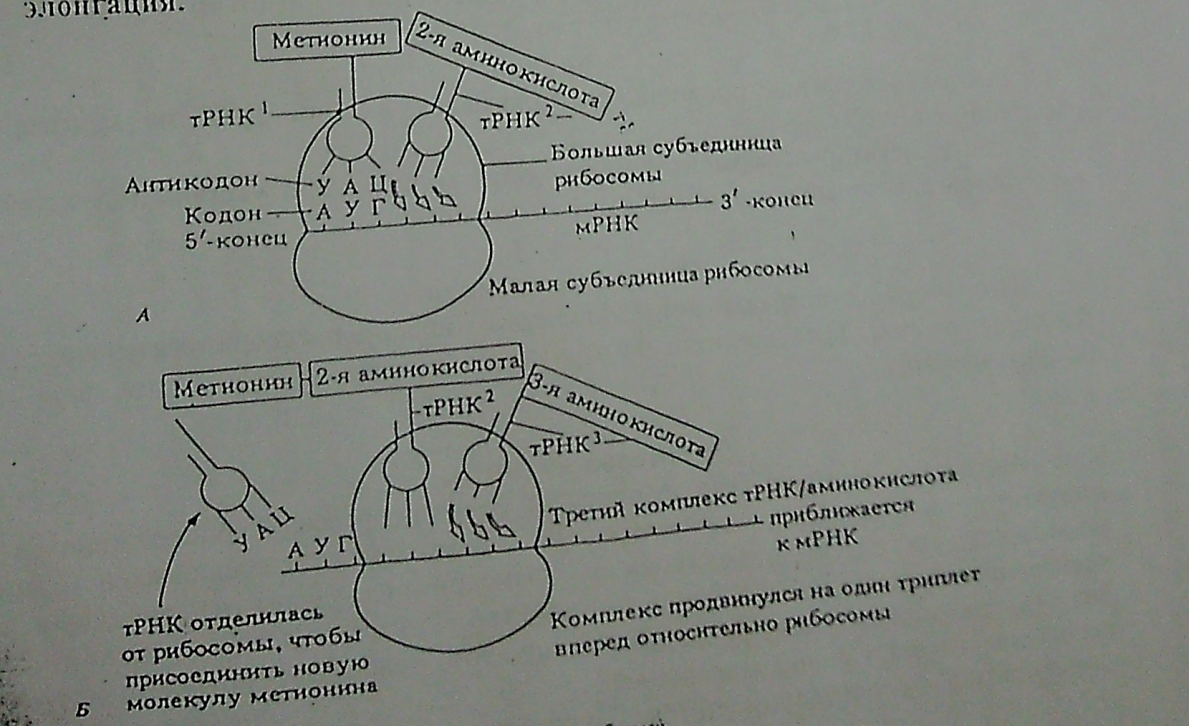 Синтез полипептидной цепи в рибосомах