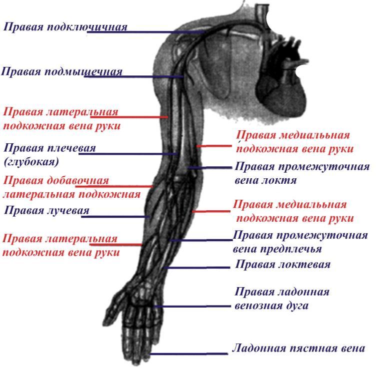 Анатомия: Вены верхней конечности. Поверхностные (подкожные) и глубокие вены рук Расположение вен на руке для внутривенного введения Расположение вен на руке для внутривенного введения Расположение вен на руке для внутривенного введения Внутривенная инъекция