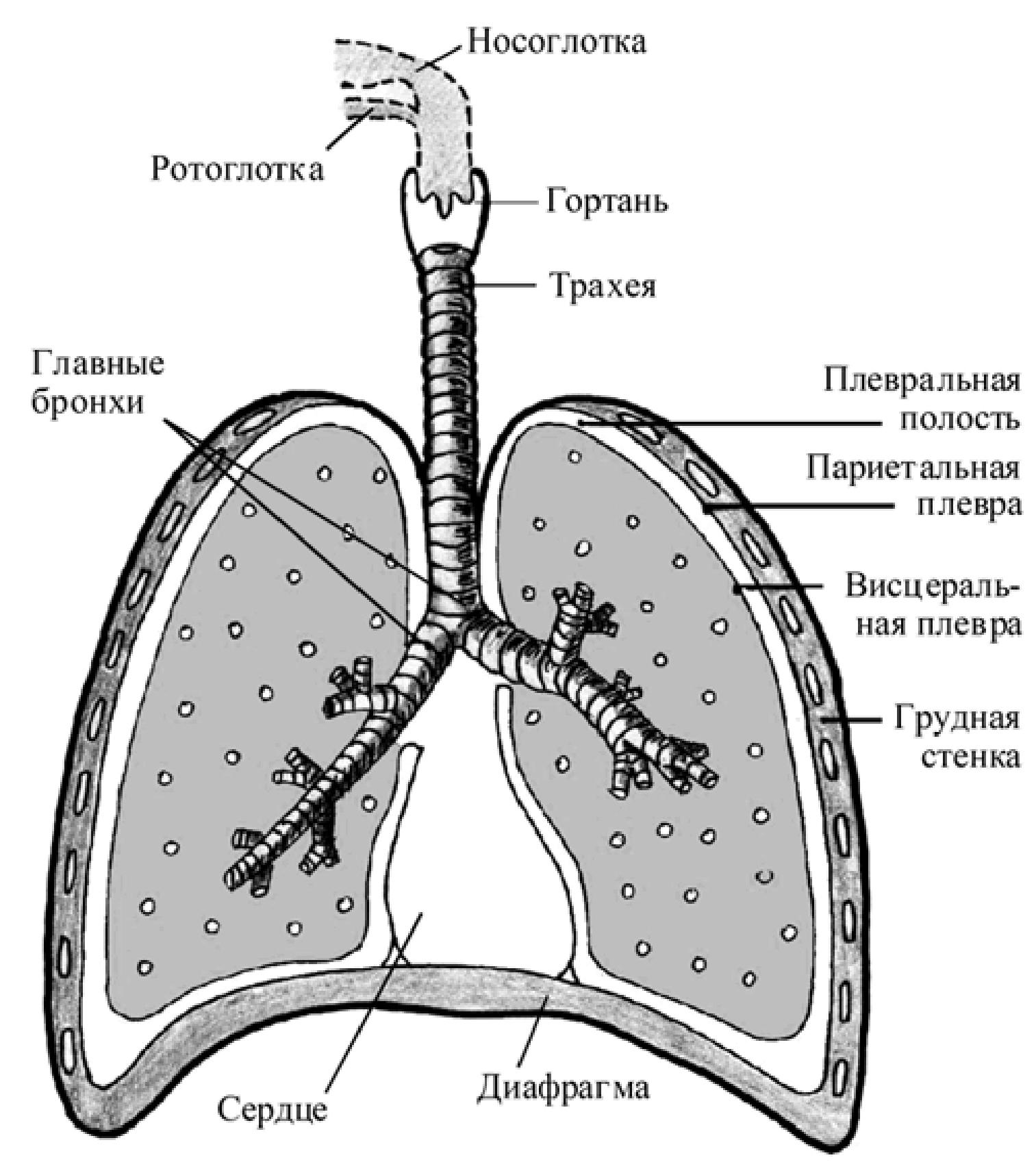 Анатомия и физиология дыхательных путей при бронхиальной астме