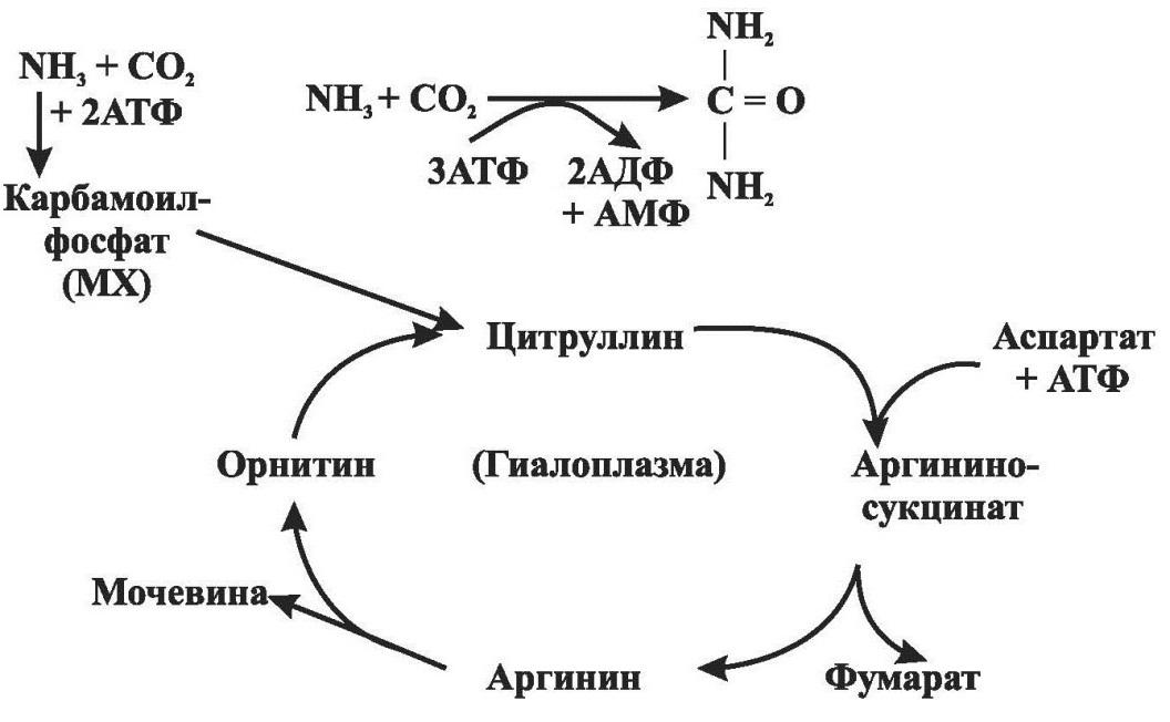 Орнитиновый цикл реакции. Источники образования аммиака в организме биохимия. Синтез мочевины биохимия. Схема синтеза мочевины орнитиновый цикл. Реакция обезвреживания аммиака биохимия реакции.
