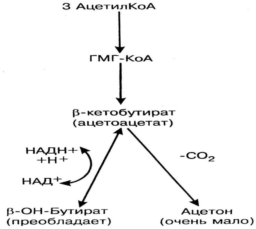Глюкоза ацетил коа. Синтез кетоновых тел (кетогенез). Схема синтеза кетоновых тел в биохимии. Синтез кетоновых тел из ацетил-КОА. Синтез и использование кетоновых тел схема.
