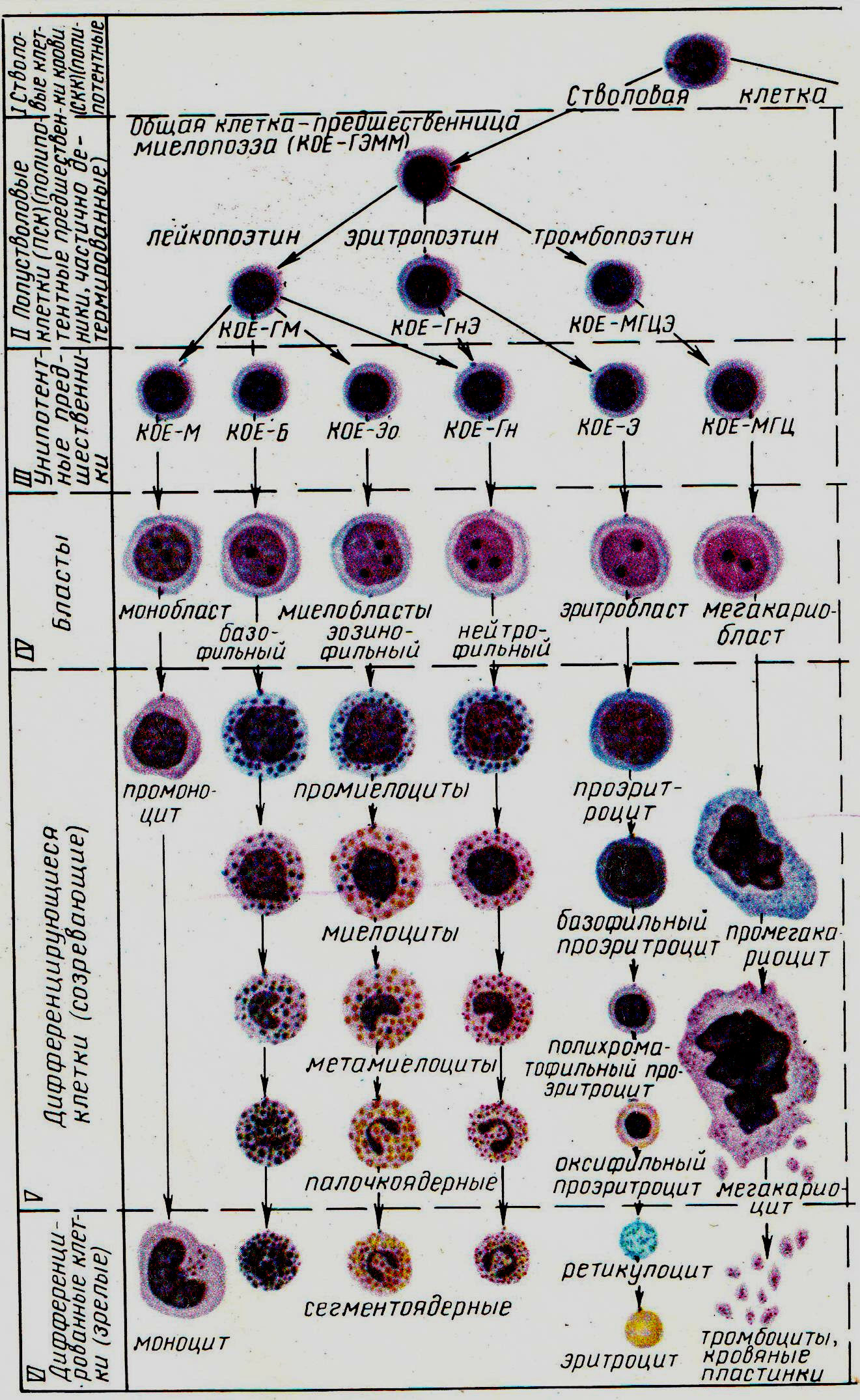 Деление клеток крови. Кровь схема кроветворения по и.л Черткову а.и Воробьеву. Схема образования клеток крови. Схема гемопоэза лейкоцитов. Схема дифференцировки клеток крови.
