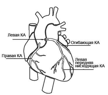 Анатомия и физиология инфаркта миокарда thumbnail