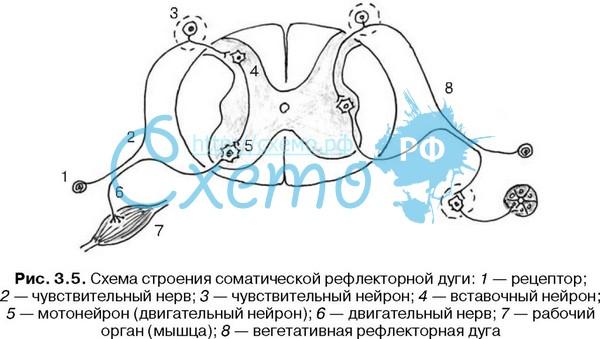 Как называется звено рефлекторной дуги обозначенное на схеме номером 1 чувствительный нейрон