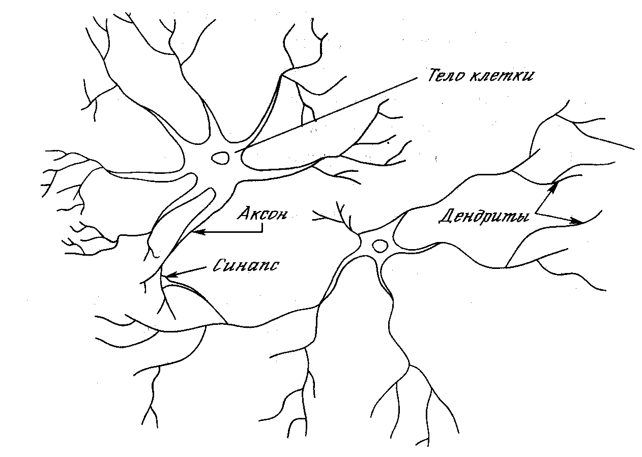 Биологический нейрон