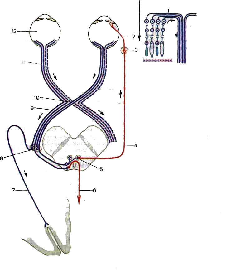 Проводящий путь зрительного анализатора схема