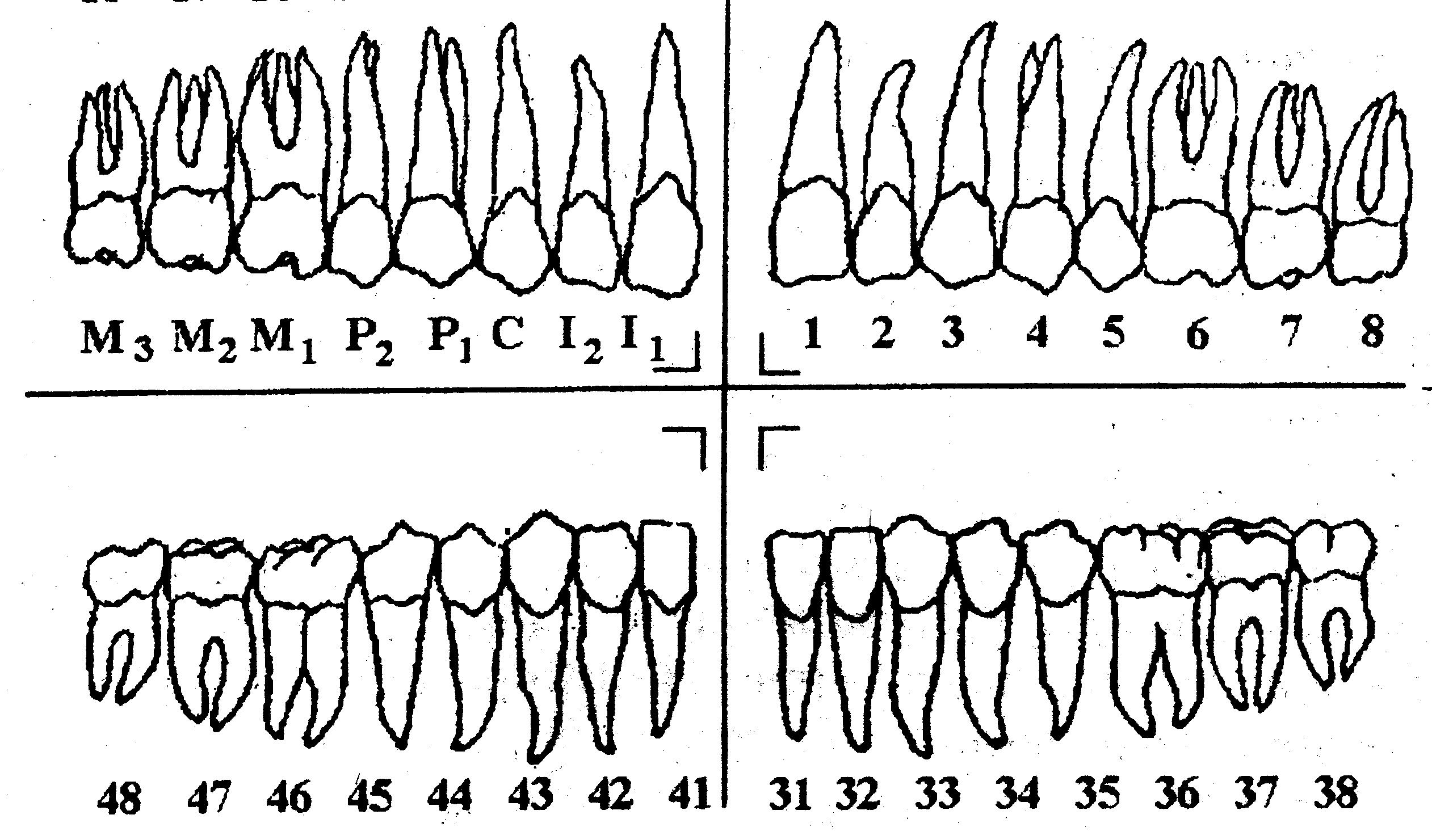 Зуб семерка верхний. Нумерация зубов у человека в стоматологии схема взрослых. Зубная формула зубов схема. Система нумерации зубов FDI.
