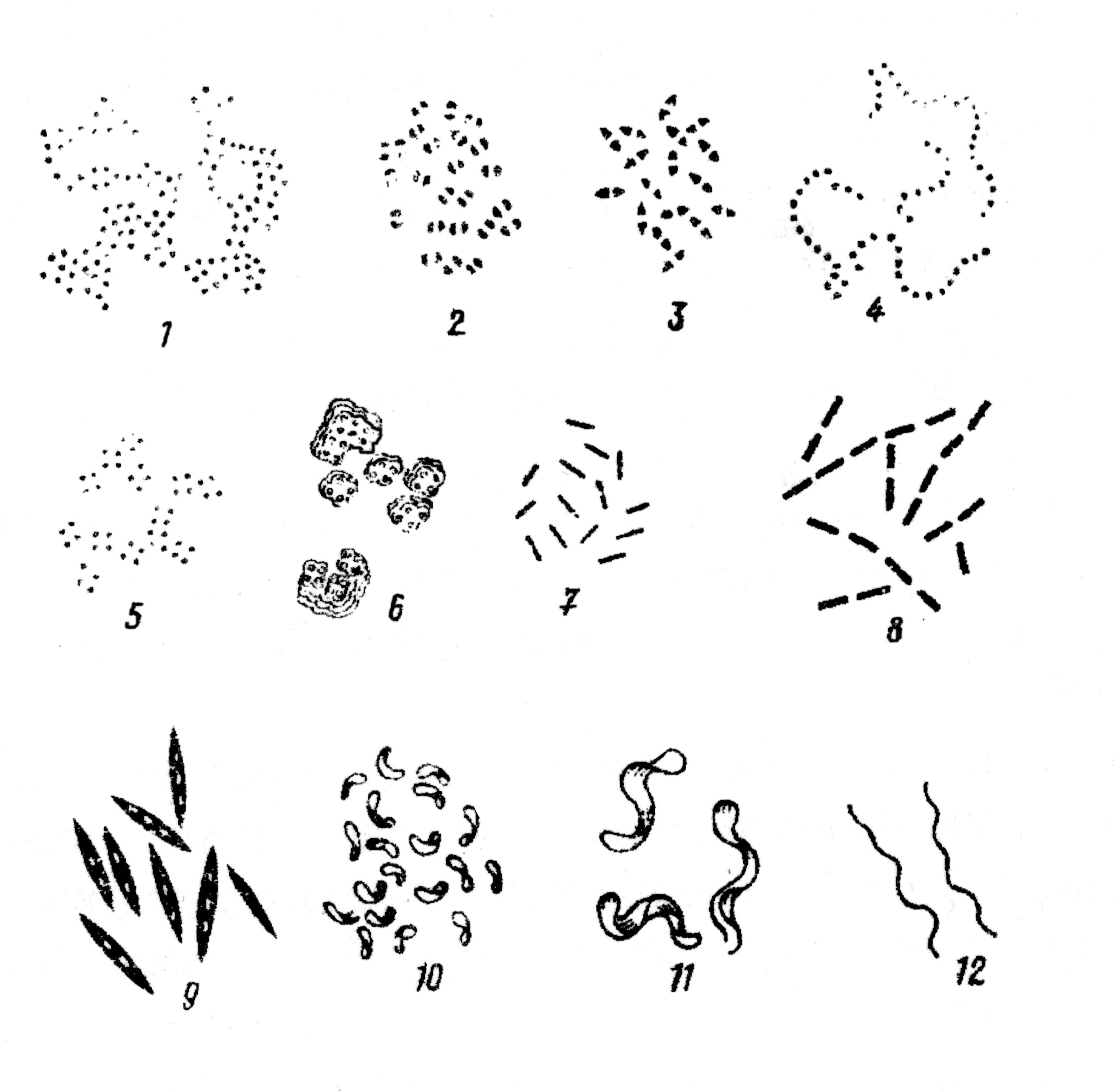 Какие формы бактерий изображены на рисунках
