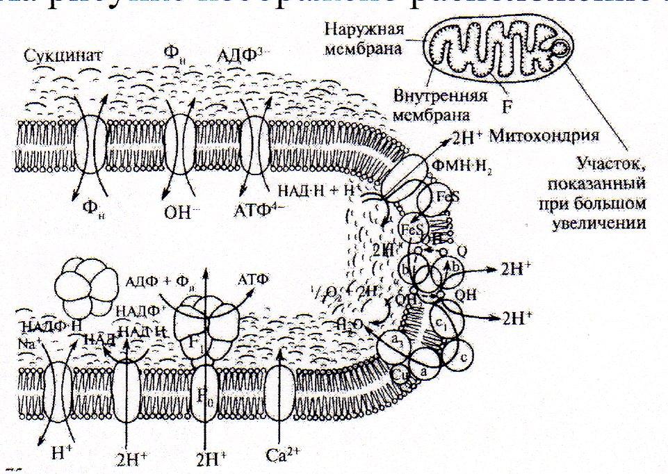 Строение внутренней мембраны митохондрии. Строение внешней мембраны митохондрий. Внешняя и внутренняя мембрана митохондрий. Строение внутренней мембраны митохондрий. Строение мембраны митохондрии.