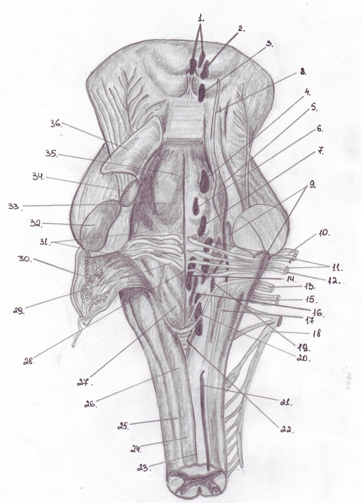 Ромбовидная ямка черепные нервы. Ромбовидная ямка мозга. Дорсальная поверхность продолговатого мозга. Ядра черепных:нервов 4 желудочек. Проекция ядер черепно-мозговых нервов на ромбовидную ямку.