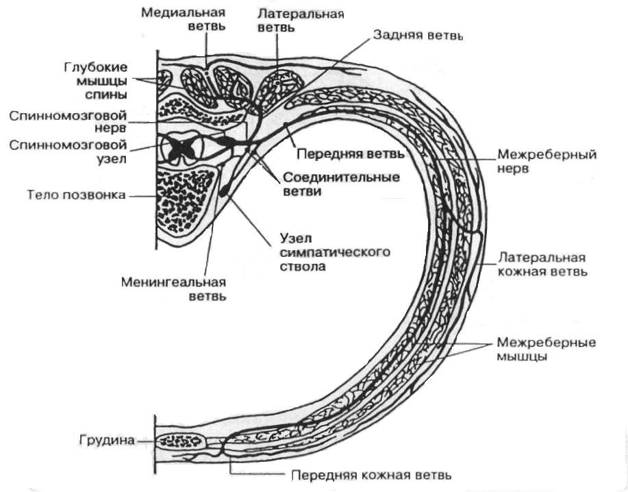 Строение 6 точки. Схема образования спинномозгового нерва. Образование спинномозгового нерва рисунок. Схема образования и разветвления спинномозгового нерва. Рисунок нервов.