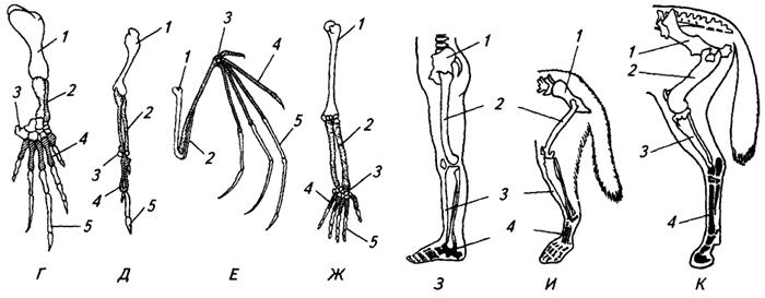 Скелет передних конечностей у млекопитающих. Пояс передней конечности скелет птицы. Скелет передних конечностей у пресмыкающихся. Строение пятипалой конечности.