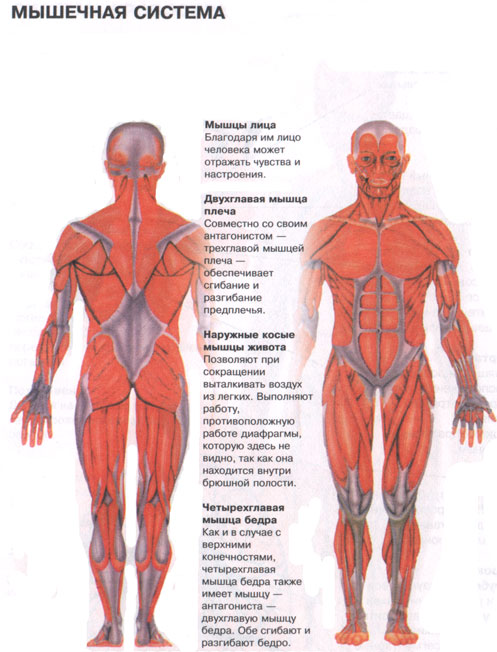 Мышечная система какие органы входят. Строение мышц человека с названиями. Мышечная система человека анатомия. Мышцы человека схема. Мышечнаяная система.