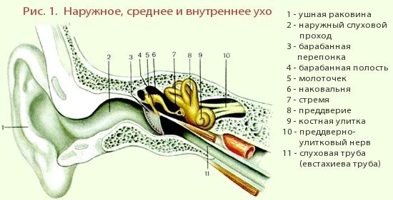 Рисунок уха биология 8 класс с подписями