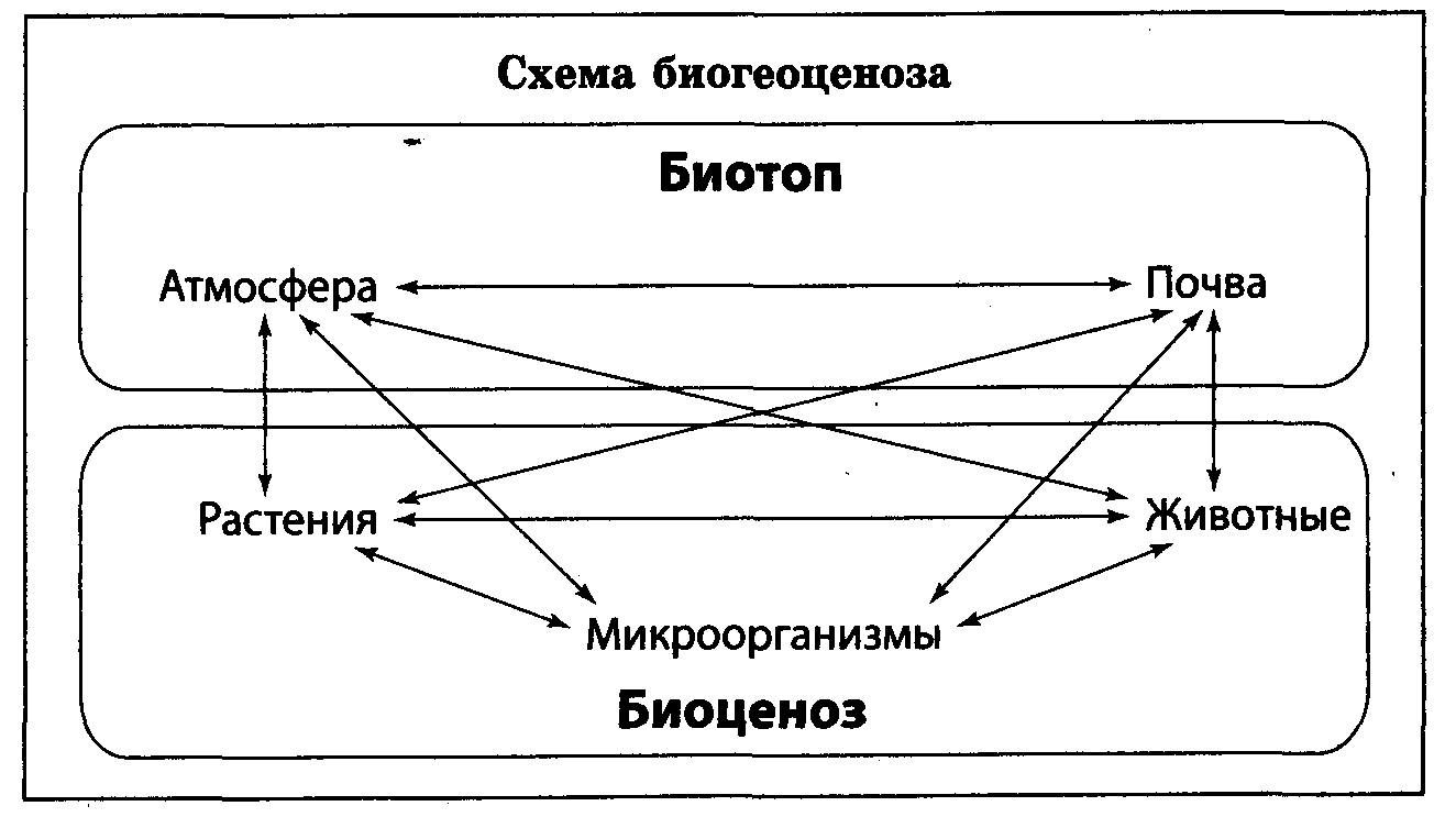 Биотоп биогеоценоз