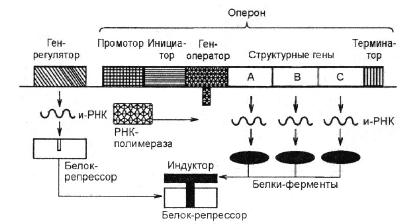 Лактозный оперон схема