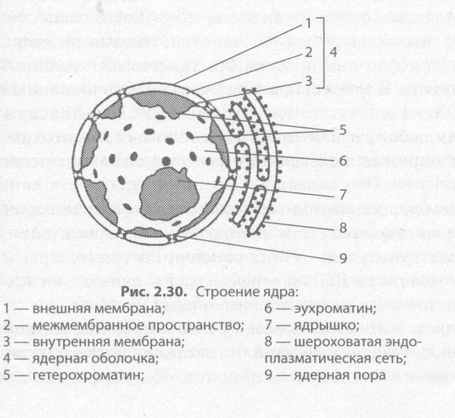 Ядро процесс биология. Схема строения ядра клетки. Строение ядра эукариотической клетки. Клеточное ядро схема. Строение ядра клетки рисунок.