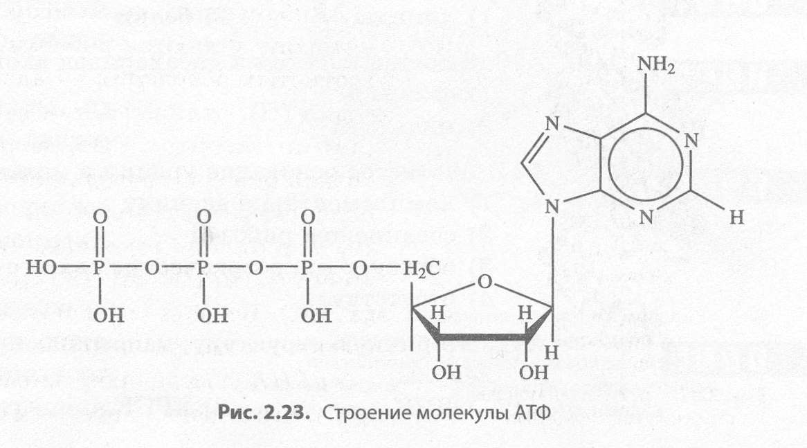 Части молекулы атф. Аденозинтрифосфорная кислота схема. Структура АТФ схема. Формула АТФ структурная строение. Строение молекулы АТФ.