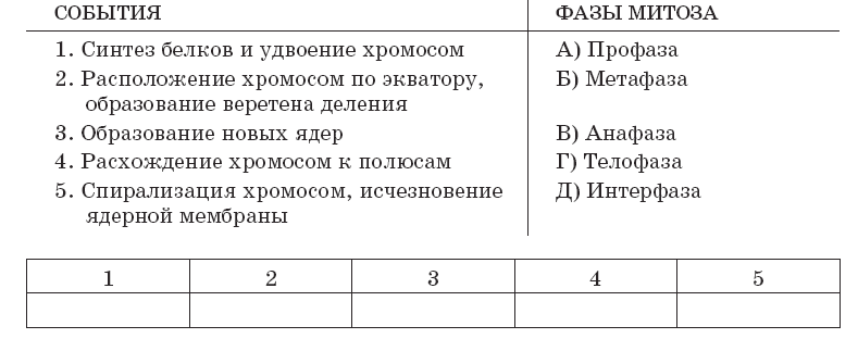 Профаза сколько хромосом