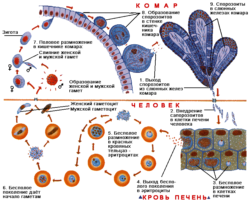 Цикл развития малярийного плазмодия схема. Циклмразвития смалярийного пллазмодия. Стадии жизненного цикла малярийного плазмодия. Жизненный цикл малярийного плазмодия схема. Малярия цикл развития малярийного плазмодия