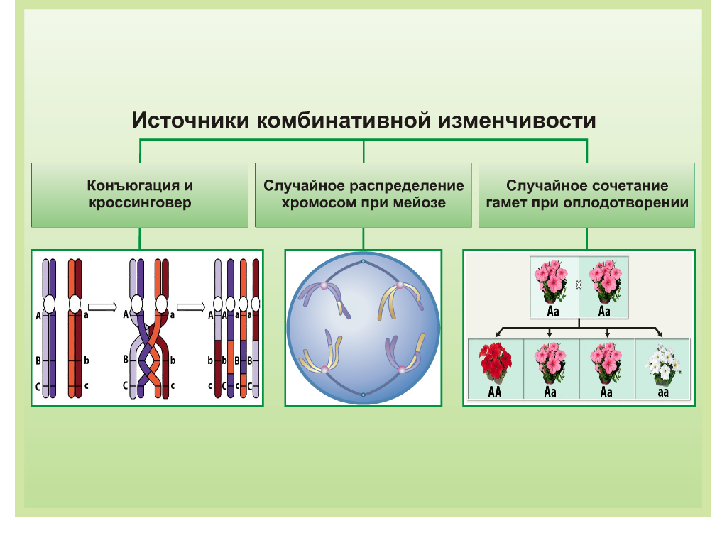 Комбинативная изменчивость схема