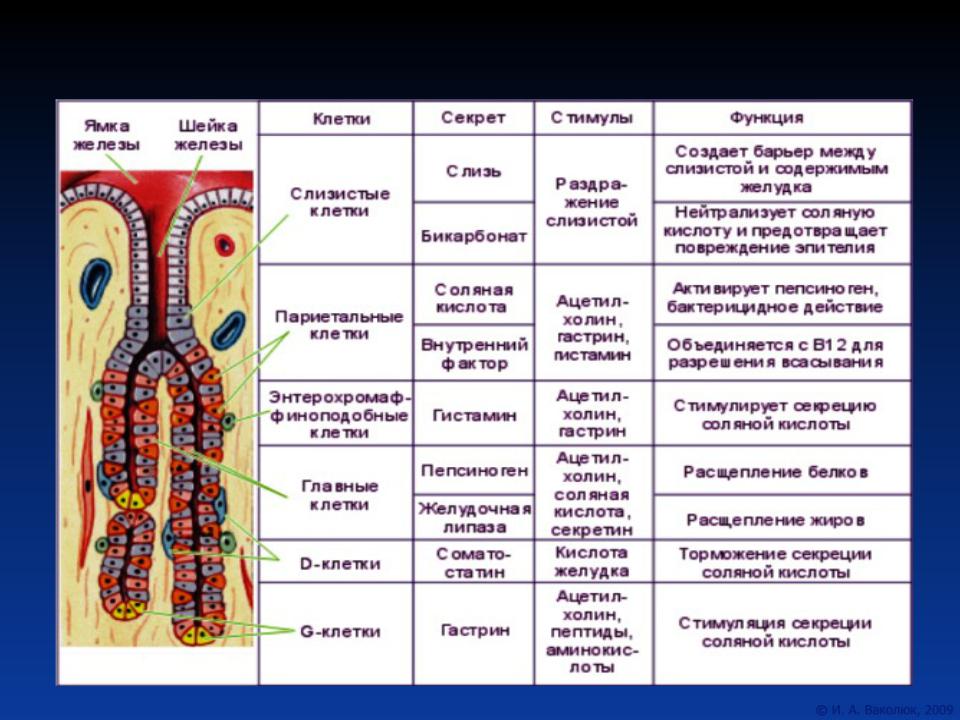 Функциями и клетками слизистой оболочки желудка. Собственные железы желудка типы клеток. Железы слизистой оболочки желудка функции. Функции желез слизистой желудка. Микроскопические железы желудка и кишечника строение и функции.