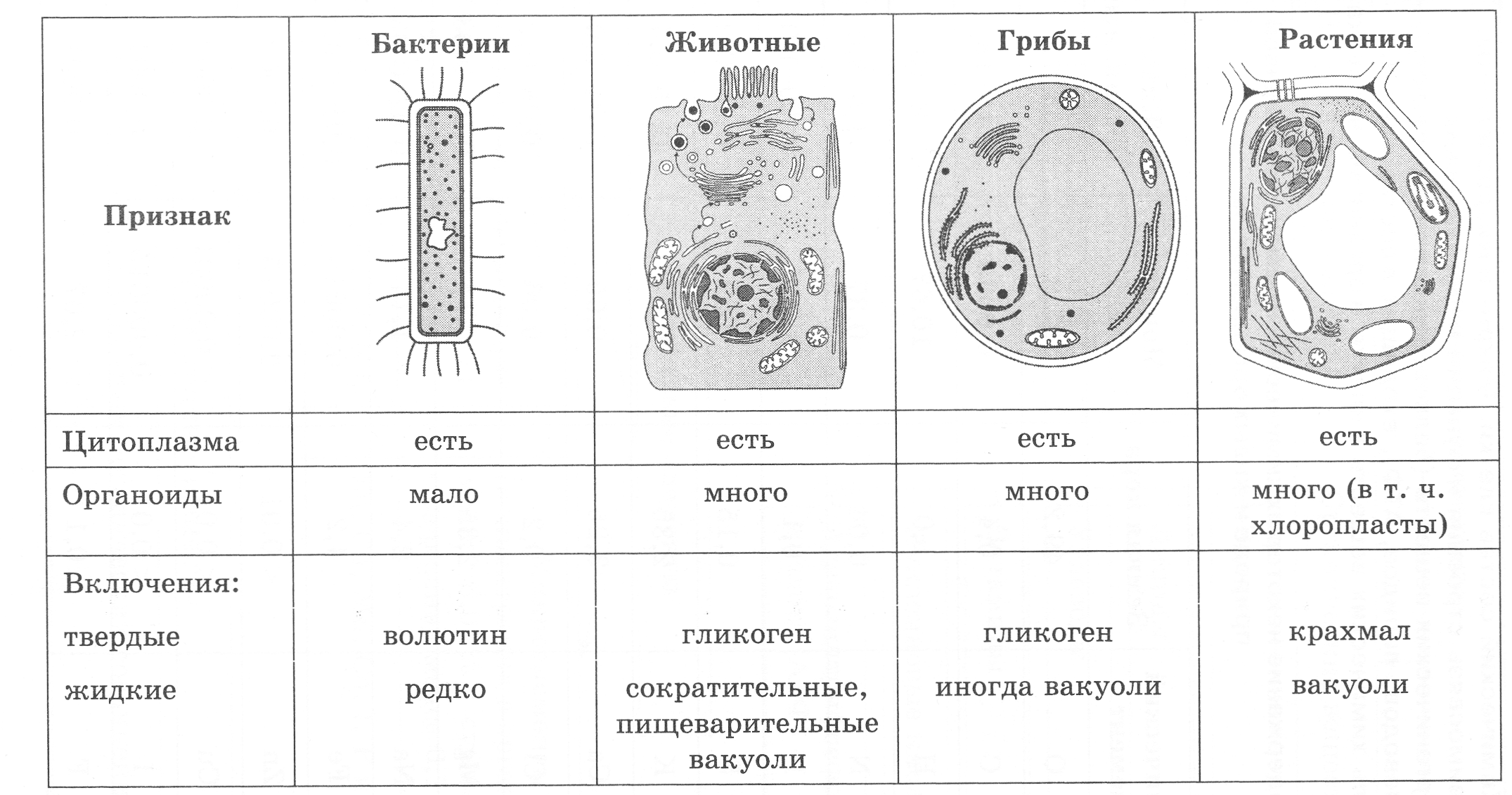 Органоиды клетки прокариотов