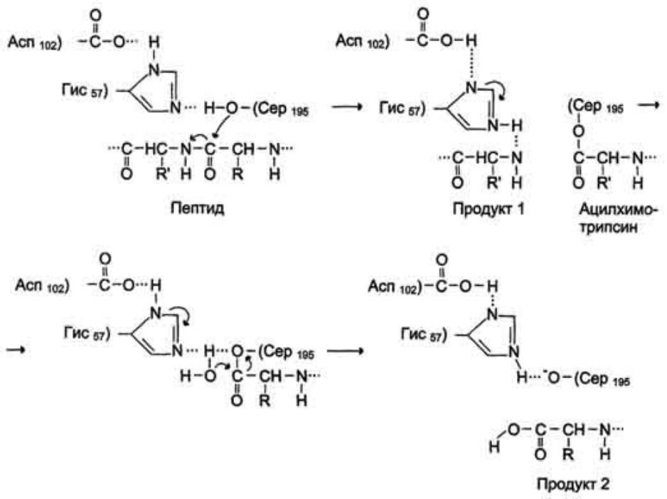 Ала арг гис. Ковалентный ферментативный катализ. Ковалентный катализ химотрипсина. Химотрипсин механизм действия. Механизм катализа химотрипсина.
