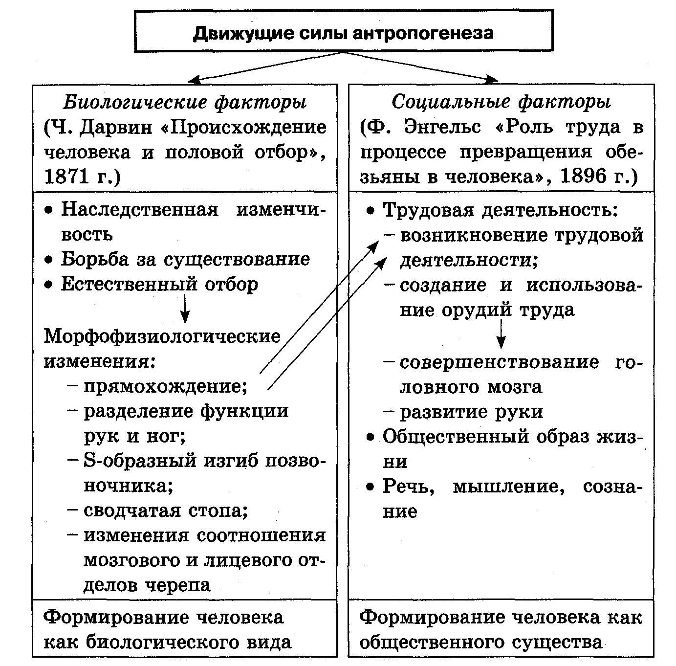 Факторы эволюции человека кратко