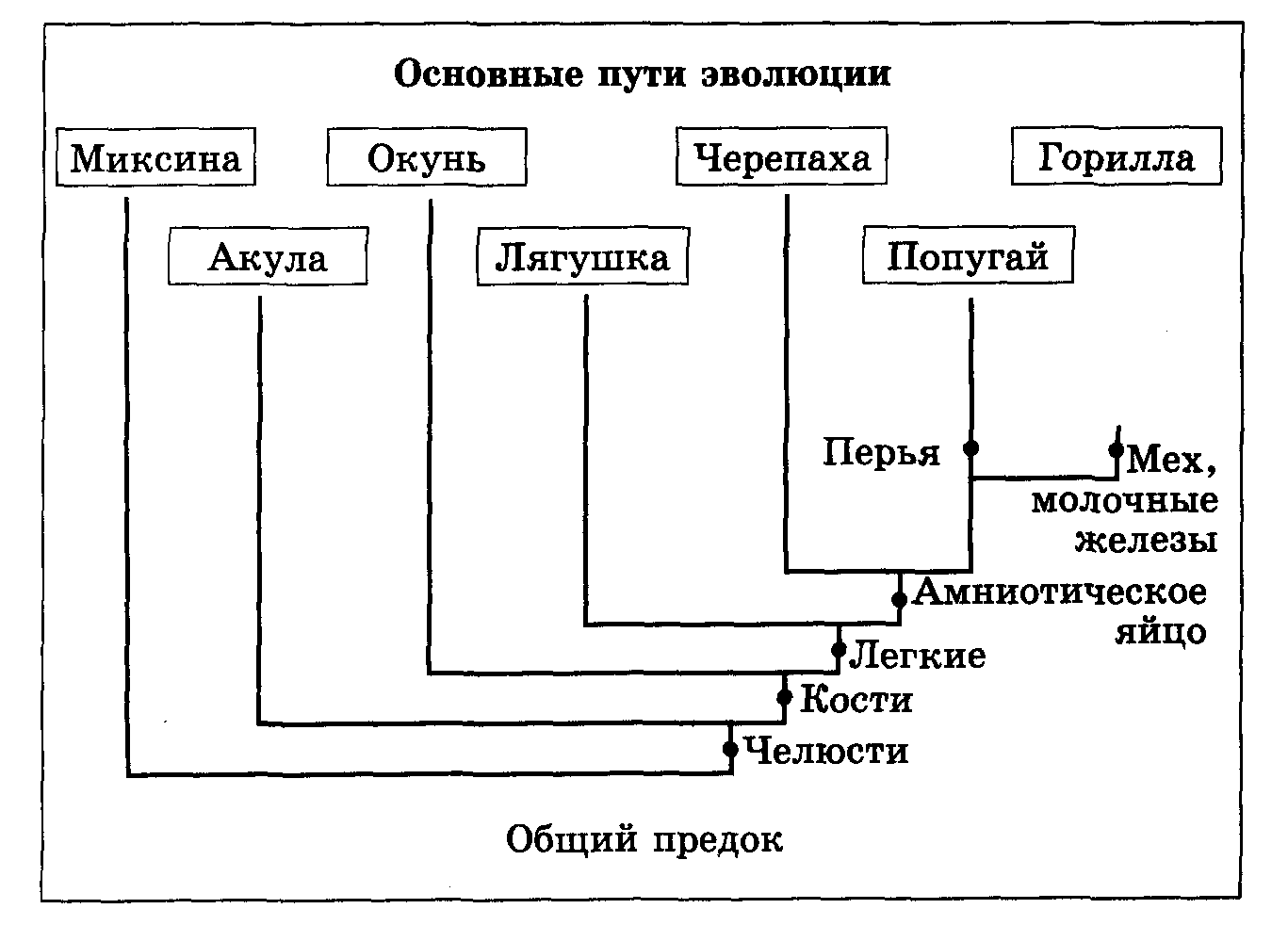 РАЗВИТИЕ ЧЕЛОВЕКА И ЧЕЛОВЕКООБРАЗНЫХ ОБЕЗЬЯН - фотографии