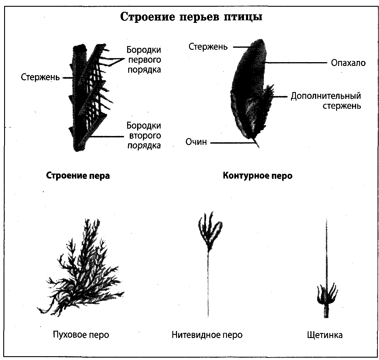 По строению перья бывают