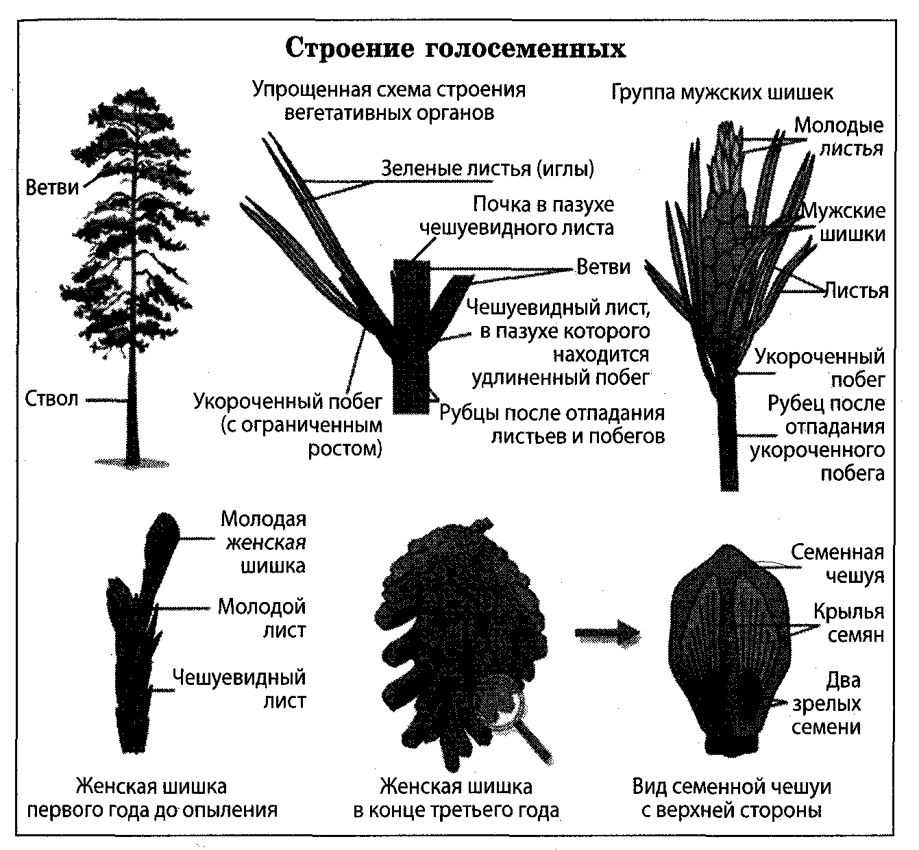 Функция женской шишки