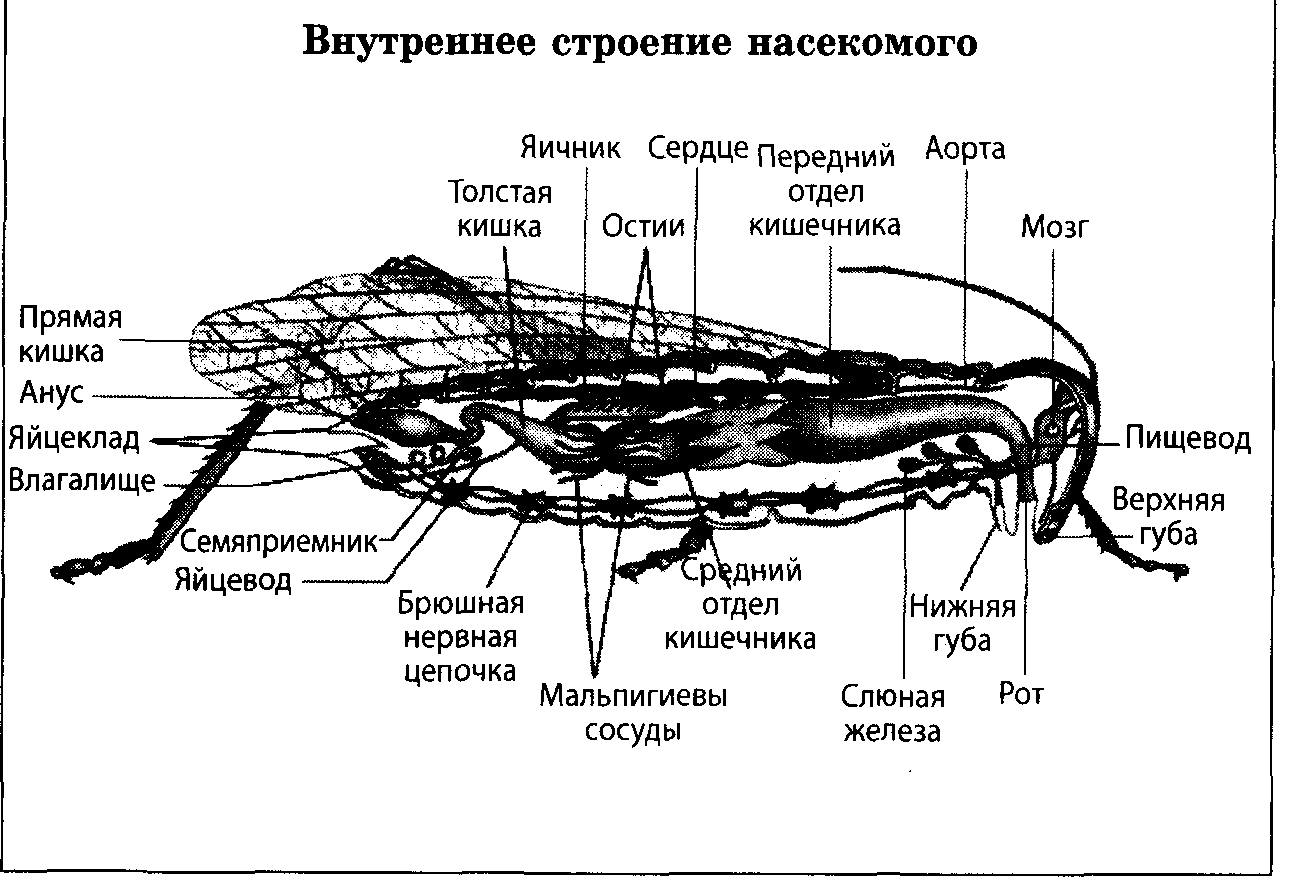 Класс насекомые строение