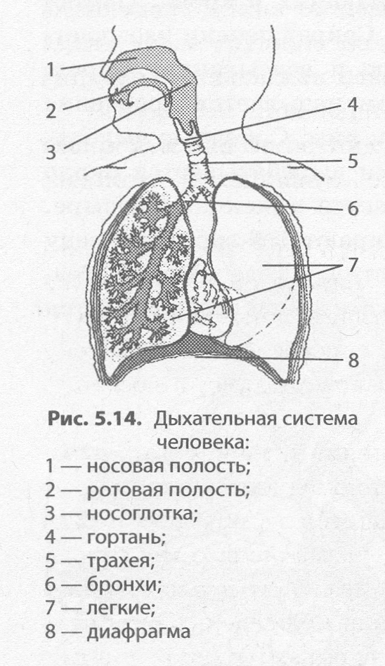 Какой цифрой на рисунке обозначена гортань
