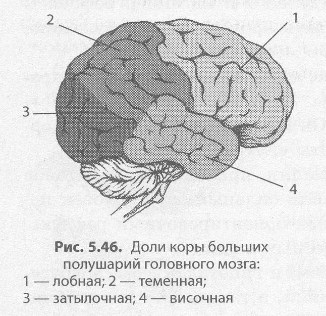 Доли мозга расположение. Доли и зоны коры больших полушарий головного мозга. Доли коры полушарий головного мозга. Доли больших полушарий головного мозга схема.