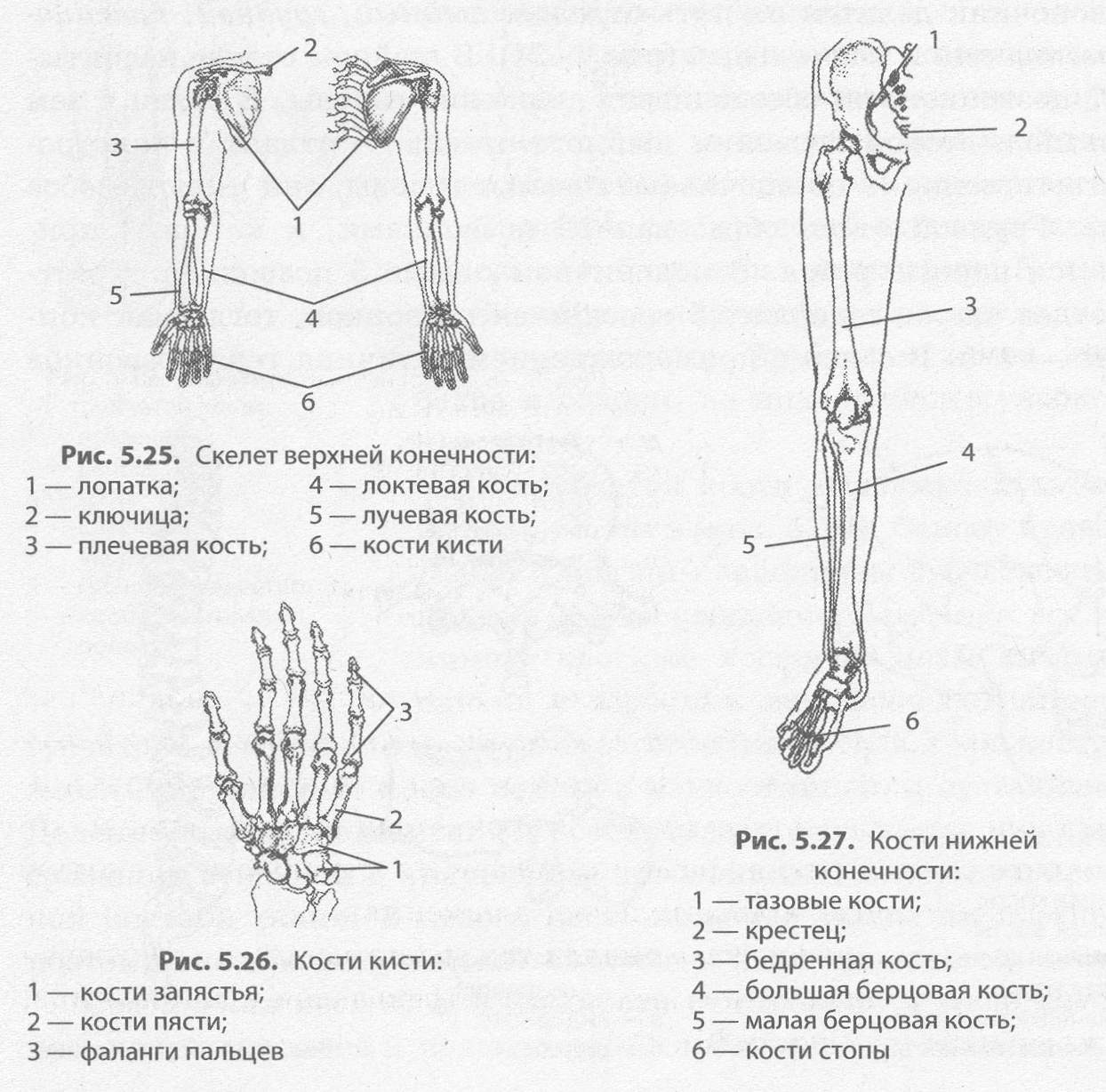 Скелет верхней конечности человека пояс конечностей. Схема строения конечностей человека. Строение скелета верхних и нижних конечностей. Скелет верхних и нижних конечностей схема. Кости верхней и нижней конечности строение.