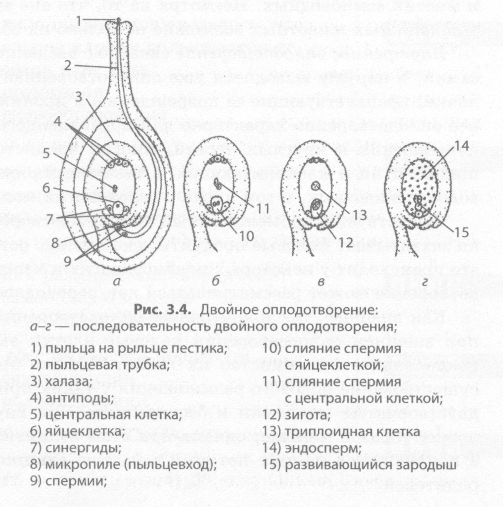 Составьте схему двойного оплодотворения которая отражала бы суть процесса 6 класс