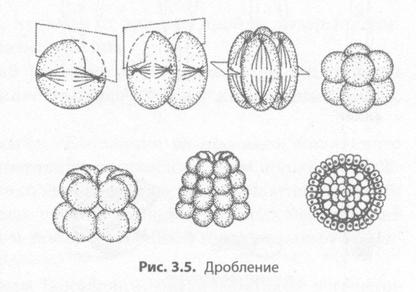 Дробление зиготы гаструляция метаморфоз. Асимметрия бластомеров. Движение бластомеров. Деление бластомеров человека оси. Бластомер эскизы.