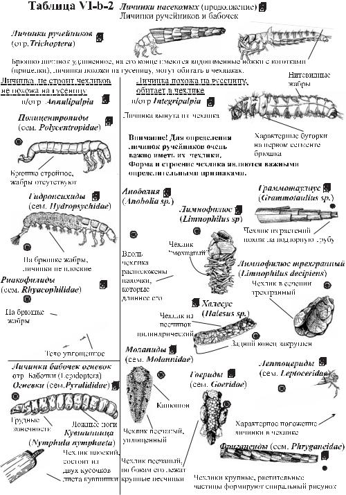 Личинки насекомых описание. Личинки беспозвоночных животных таблица. Типы личинок насекомых таблица. Название типов личинок. Определитель личинок.