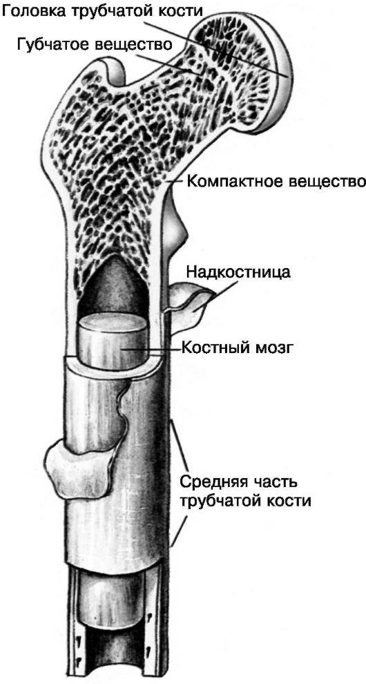 Схема трубчатой кости