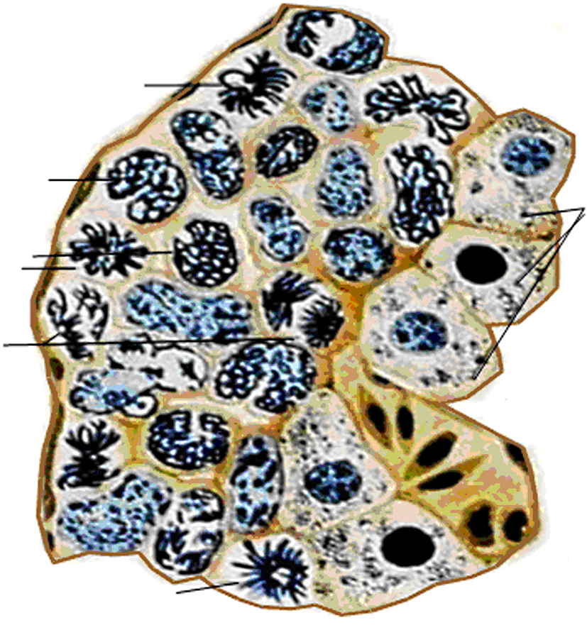 Клетки печени мыши. Митоз животной клетки краевая зона печени аксолотля. Митоз живой клетки краевая зона печени аксолотля. Митоз в краевой зоне печени аксолотля. Митоз животной клетки печени аксолотля.
