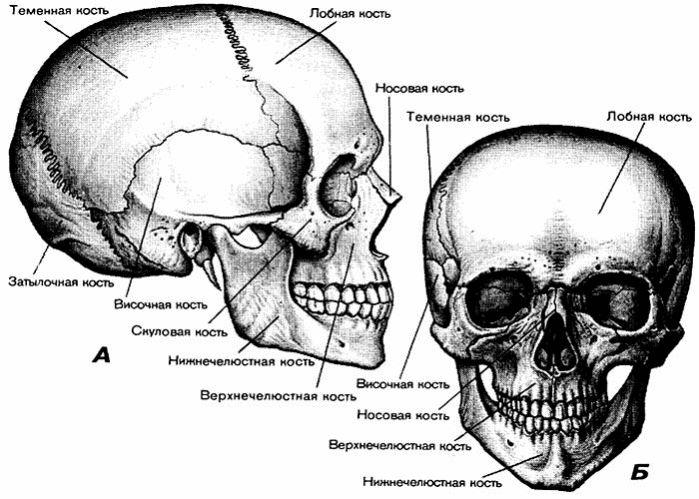Кости черепа каждая кость. Строение кости черепа человека. Строение костей черепа анатомия. Череп человека с названием костей. Анатомия головы кости черепа.