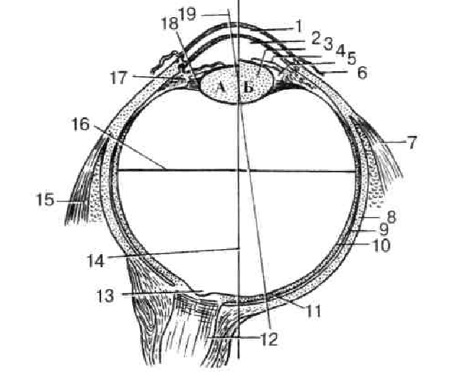 Глазные яблоки расположены в парных углублениях черепа. Схема продольного разреза глазного яблока. Схематический горизонтальный разрез правого глазного яблока.. Горизонтальный разрез глазного яблока анатомия. Схема глазного яблока (в сагиттальном сечении).