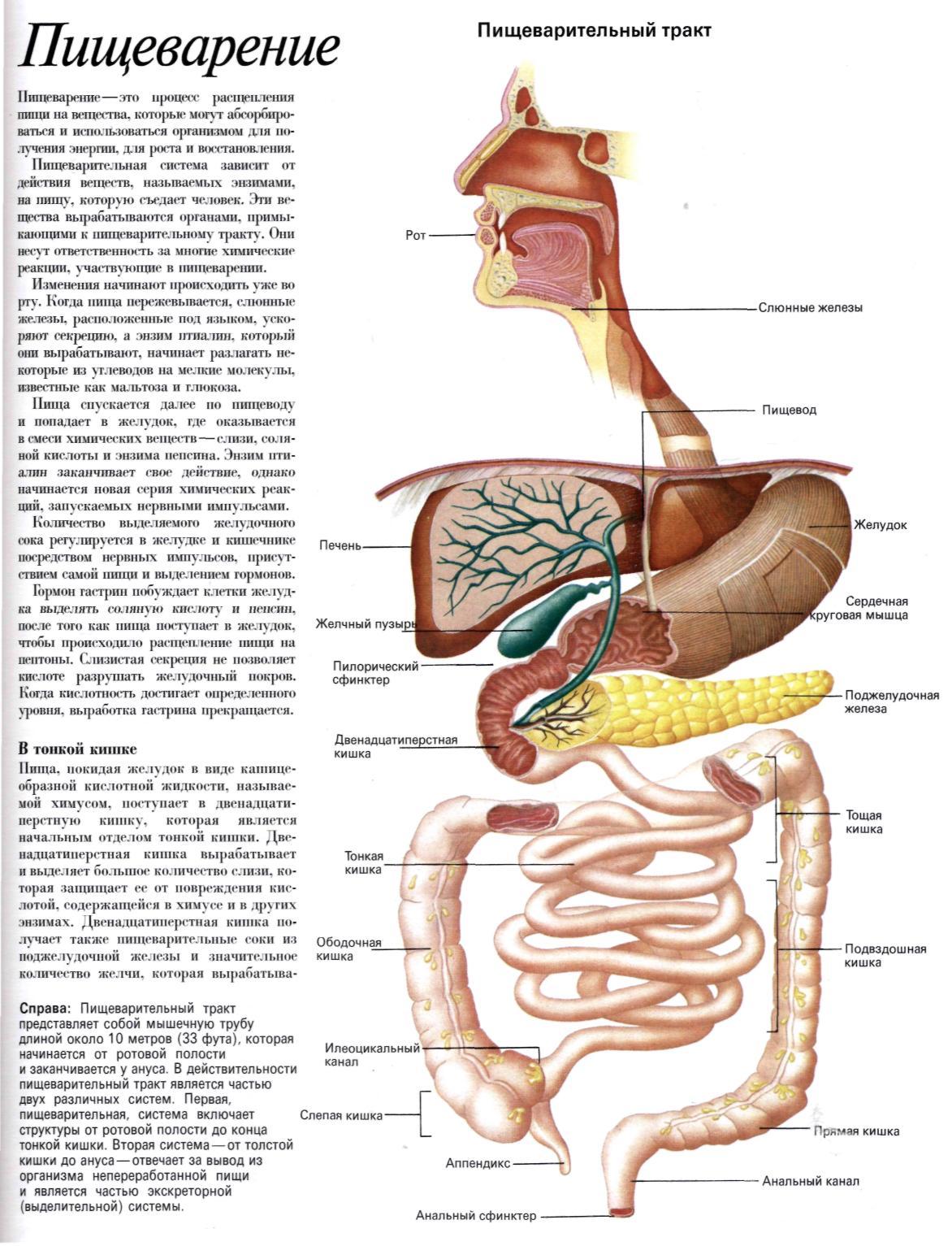 Кишечный отдел человека. Пищеварительная система атлас анатомии. Анатомия пищеварительной системы человека атлас. Строение органов пищеварительного тракта. Анатомический атлас человека пищеварительная система человека схема.